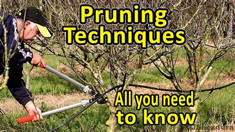 Pruning Fruit Trees Pruning Techniques Essential Pruning Course
