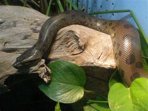 The Zoo Review Species Fact Profile Green Anaconda Eunectes Murinus