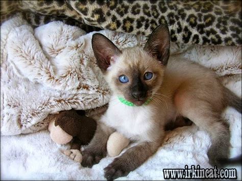 Siamese cats for adoption mn. The Most Popular Siamese Kittens For Sale Mn | irkincat.com