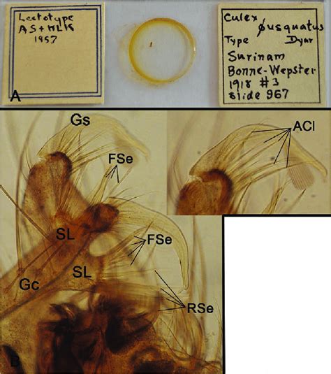 Lectotype Male Of Culex Usquatus Dyar A Microscope Slide Bearing The