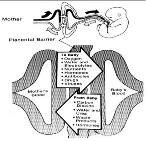 Embryology And Fetal Development