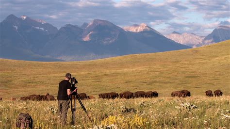Ken Burns Latest Film Chronicles The Slaughter And Revival Of The American Buffalo