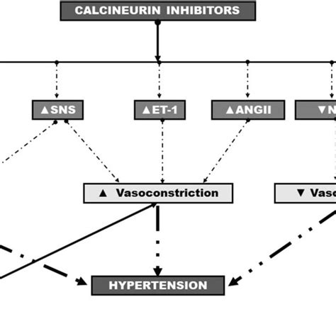 Schematic Presentation Of The Pathogenetic Mechanisms Involved In Cni