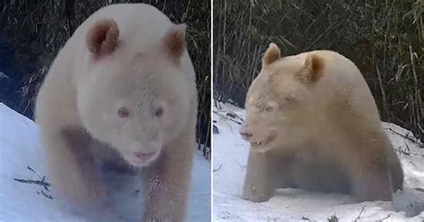 Worlds Only Known Albino Panda Is Caught On Camera In China