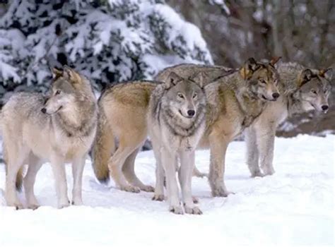 10 Interesting Grey Wolf Facts My Interesting Facts