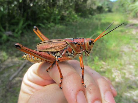 Jeden tag werden tausende neue, hochwertige bilder hinzugefügt. Eastern Lubber Grasshopper (Romalea microptera) | Today I ...