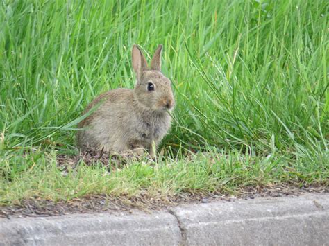 Species - Rabbit - The Mammal Society