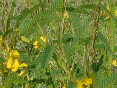 Partridge Pea Leaves | Plant leaves, Leaves, Plants