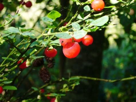 Edible Wild Berries Hubpages