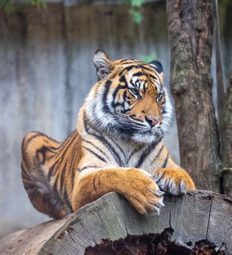 Bali Conservations May Be Forced To Breed Animals To Feed Carnivores