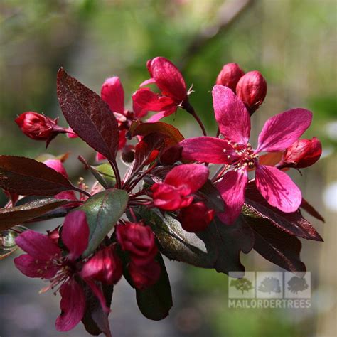 Malus Direktor Moerland Improved Profusion Crab Apple Tree