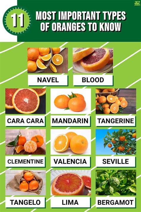 The 11 Most Important Types Of Oranges To Know Taste And Where Each