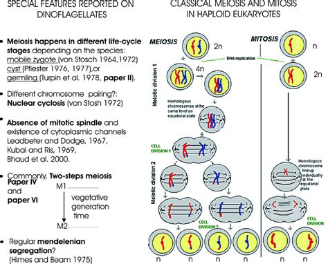 Cell growth and mitosis please. Schematic diagram of mitosis and meiosis in haploid ...