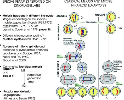 In contrast to mitosis, molecular mechanisms and regulation of meiosis are much less understood. Venn Diagram Of Mitosis And Meiosis - Wiring Diagram