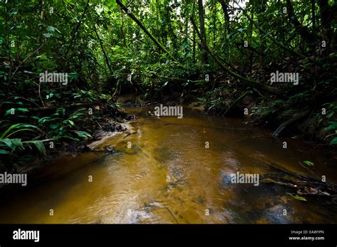 A Freshwater Stream Through The Tropical Rainforest Understory Flows
