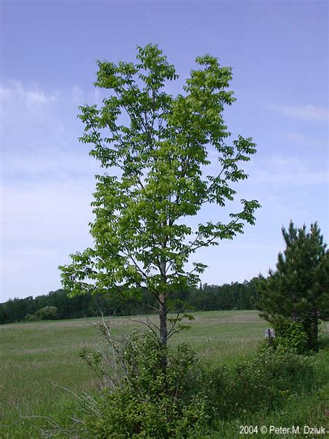 Fraxinus Nigra Black Ash Minnesota Wildflowers