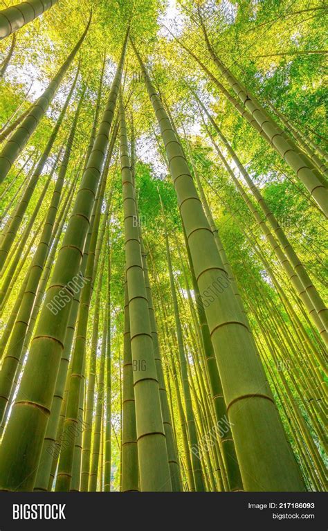 Forest Bamboo Hokokuji Image And Photo Free Trial Bigstock