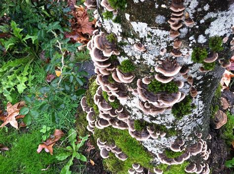 Turkey tail mushrooms are quite popular because they have a lot of health benefits. Turkey Tail Mushroom Benefits: 6 Ways To Use This Superfood