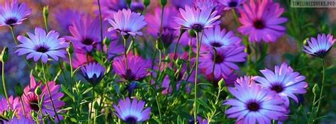 Awesome Purple Flowers Facebook Cover Photo