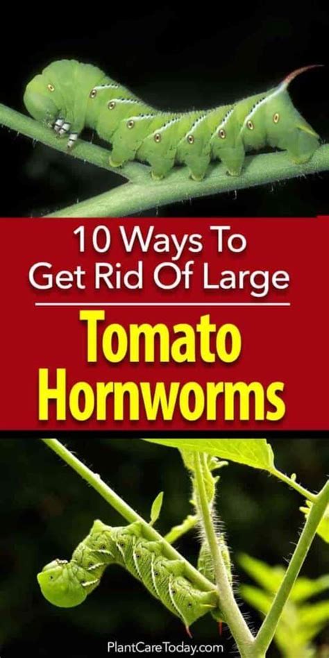 Grow Tomatoes 10 Ways To Get Rid Of Large Tomato Hornworm Caterpillars Tomato Worms Those