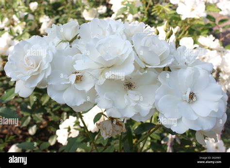 White Roses Hi Res Stock Photography And Images Alamy