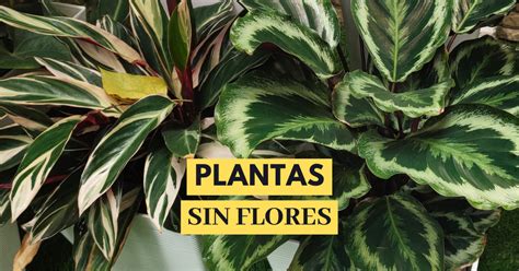 14 Plantas De Interior Sin Flores Pero Muy Bonitas