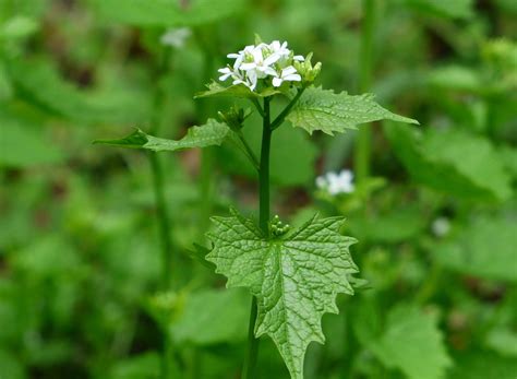 Garlic Mustard Characteristics Cultivation And Use Live