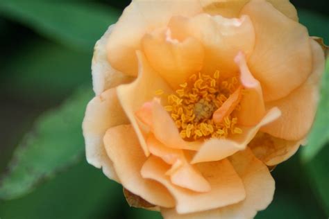 Just Peachy Beautiful Peach Colored Flower Photographed At Flickr