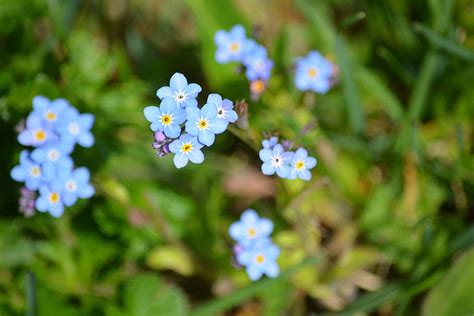 Hd Wallpaper Nature Plant Forget Me Not Garden Flower Beauty In