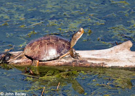 Northwestern Pond Turtle Actinemys Marmorata