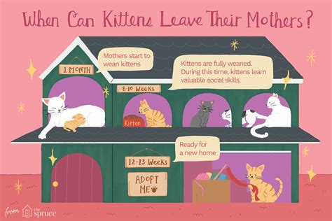 When the kittens reach four weeks old, you can place them in a separate area for a few hours at a time to reduce their dependency on mother's milk by five to six weeks, he should be eating only lightly moistened food. How Long Should a Kitten Stay With Its Mother?