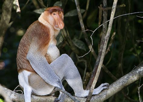 Anne murray alan jackson alison krauss. 10 Least Popular Animals Whose Names Start with The Letter P