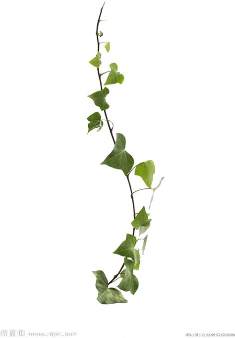 Climbing Ivy Png - PNG Image Collection png image