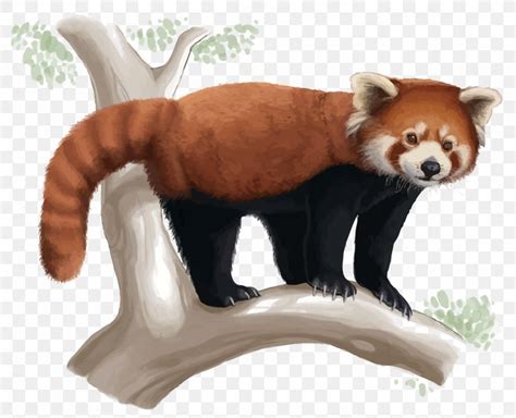 Follow These Simple Steps To Draw A Drawing Cute Red Panda Illustration