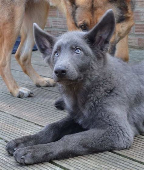 Things You Must Know About Blue German Shepherd For Sale