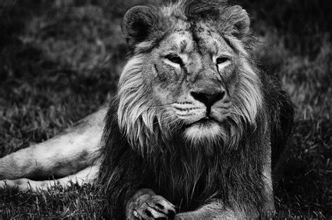 Black and white portraits black, white, and a wild spectrum of grey. Cool Photo Pict: Most beautiful and wonderful photos of ...