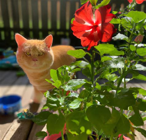 Is Hibiscus Toxic For Cats Keeping Your Cat Safe