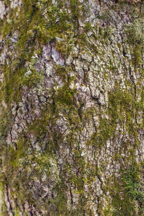 Mossy Tree Bark Stock Image Image Of Poplar Maple Overgrown 72706795