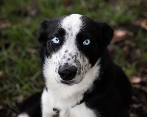 Gibby Husky Border Collie Mix — Kyla Jo Photography