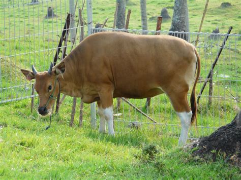 Mengenal Sapi Bali Asli Indonesia Sinau Ternak