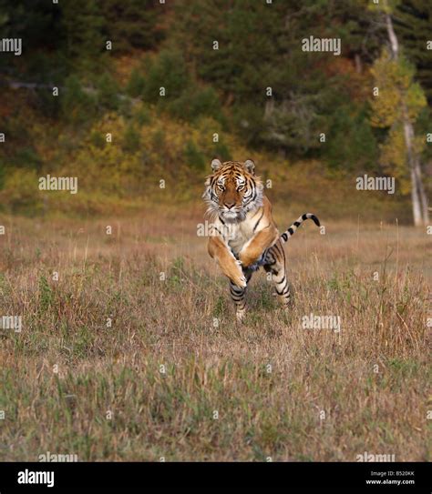 Siberian Tiger Running Stock Photo Alamy