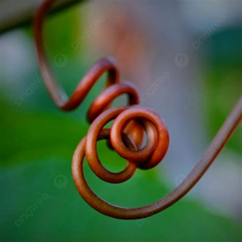 Twisting Passion Fruit Background Twisting Plant Brown Background