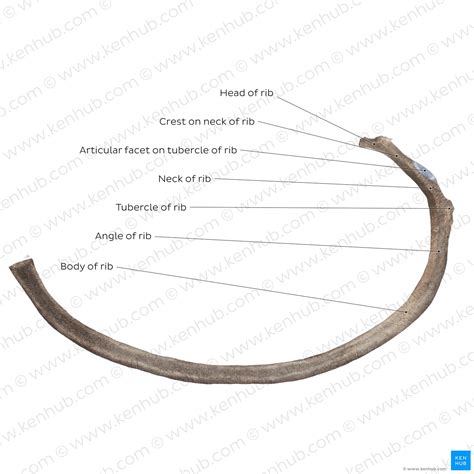 Ribs Anatomy Ligaments And Clinical Notes Kenhub