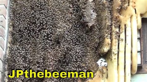Massive Bee Hive Removed Alive Youtube