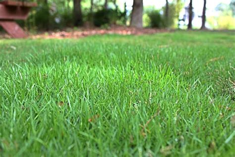 Zoysia Grass Types Planting Care And Maintenance