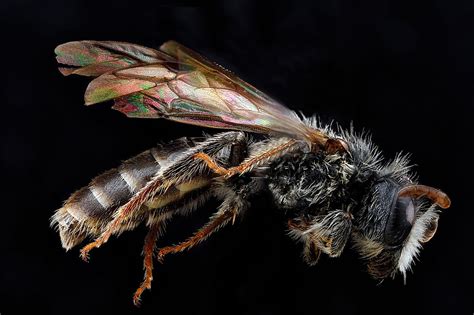 Bees are pests that occasionally sting humans. Best Bee Removal & Bee Exterminator in NJ & FL | Excel ...