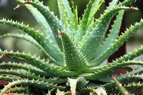 Types Of Aloe Plants 26 Different Types Of Aloe Vera It Reaches A