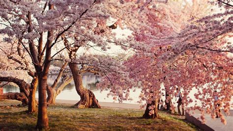 Cherry Blossom Wallpaper Desktop 1920x1080