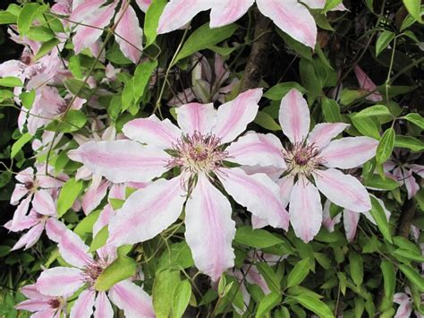 Group 1 clematis are a joy to see in spring and many of them are as tough as old boots. Joanne's Cottage Garden: EARLY FLOWERING CLEMATIS