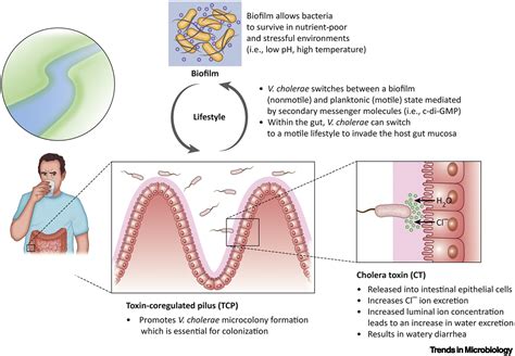 Vibrio Cholerae Trends In Microbiology